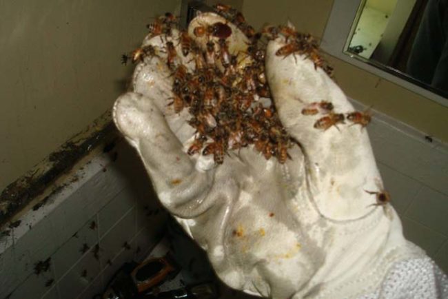 Just a handful of bees. Nothing to see here.