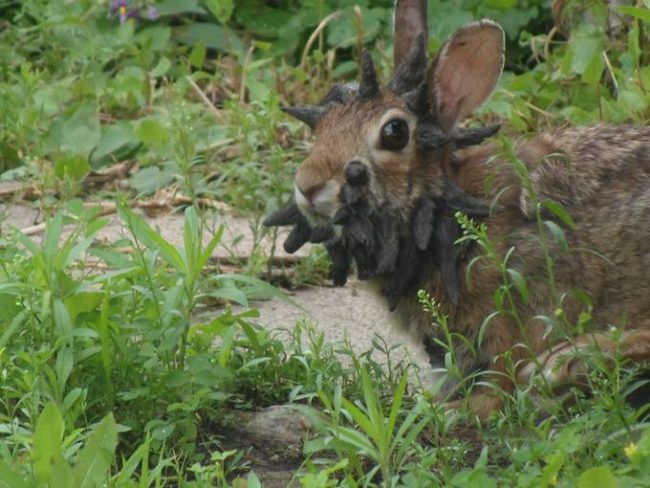 The condition leads to the formation of massive tumors. The growths can get so large that they interfere with the rabbit's ability to eat, effectively starving them to death.