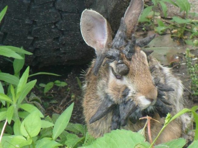 Instead of being scared by the sight of this rabbit, we should all feel a little bad for it. If those masses get any larger, the poor thing could meet a heartbreaking end.