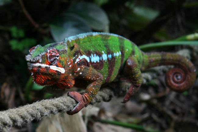Chameleons don't change color to blend in with their surroundings.