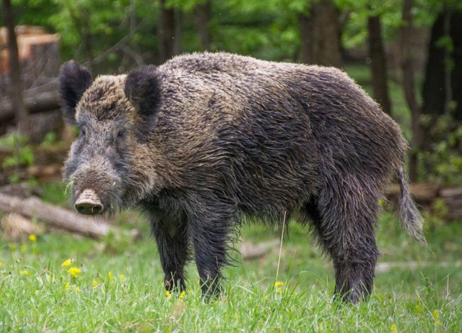 As is common for post-nuclear disasters, humans have stayed clear of the forests allowing the animals to breed without population control. The boars surrounding the old plant are especially benefiting from the lack of hunting.