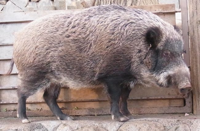 The rampant boar problem is greatly affecting the agriculture in the area. It's been reported that the pigs have causes around $900,000 in damages.