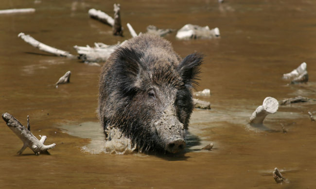 To combat the issue, the government is encouraging widespread boar hunting. Three mass graves, dug for 600 boars each, are amazingly already full. Specially designed incinerators are available to dispose of the nuclear-contaminated bodies but they can only handle three animals a day.