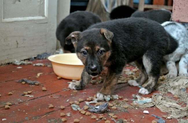 Feed your senior dogs and cats softer foods as they get older. Dental issues can cause our elderly friends a world of hurt in old age.