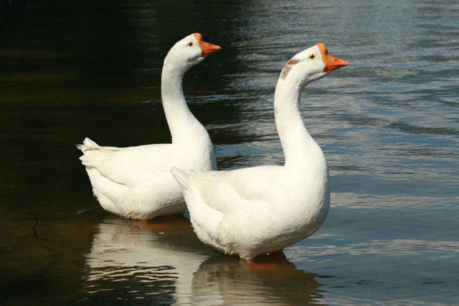 There's an elite force of police geese.