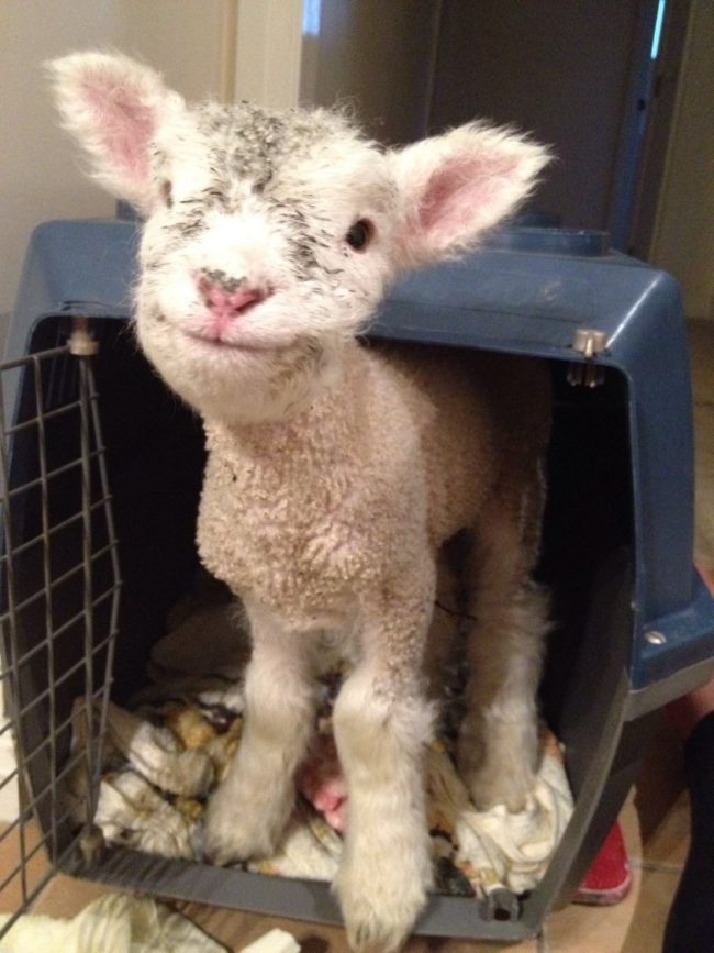 This little lamb is so grateful to be rescued.