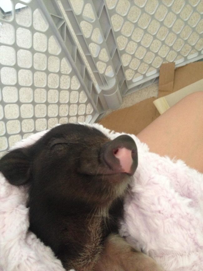 Guys, it's a pig in an actual blanket!