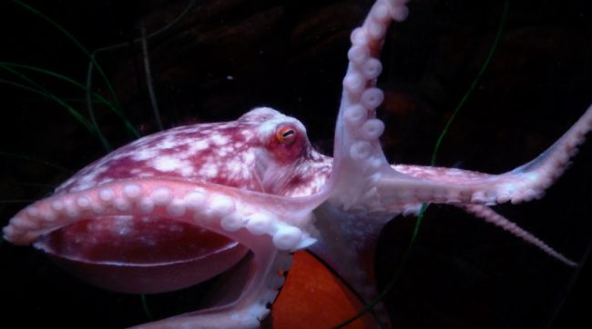 In fact, some scientists believe that if octopuses had longer life spans (they only live between 3 and 5 years),  their intelligence would trump that of almost every other creature on Earth.