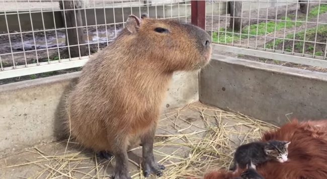 Oh, hey random capybara. This little dude is probably just jealous of all the kitten cuddles going on.
