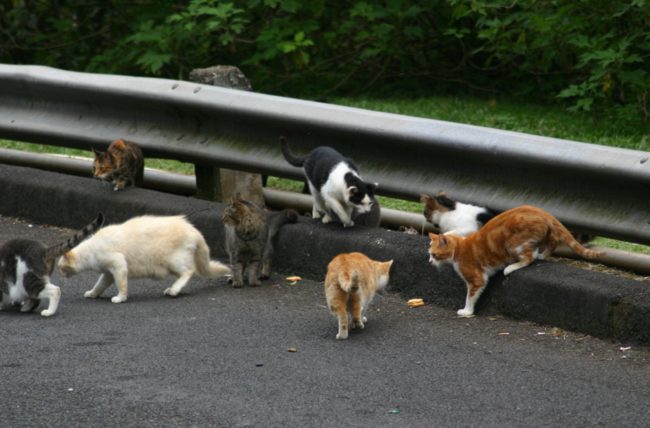 Many feel that the issue came to a head after a law requiring that stray cats and dogs be spayed or neutered was put in place. They back this up by citing reports that say the rat population has increased since this law took effect.