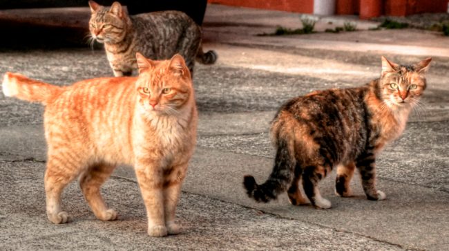 The cats would be imported from Asia and let loose in the streets to target the rodents that have been causing problems across the city.