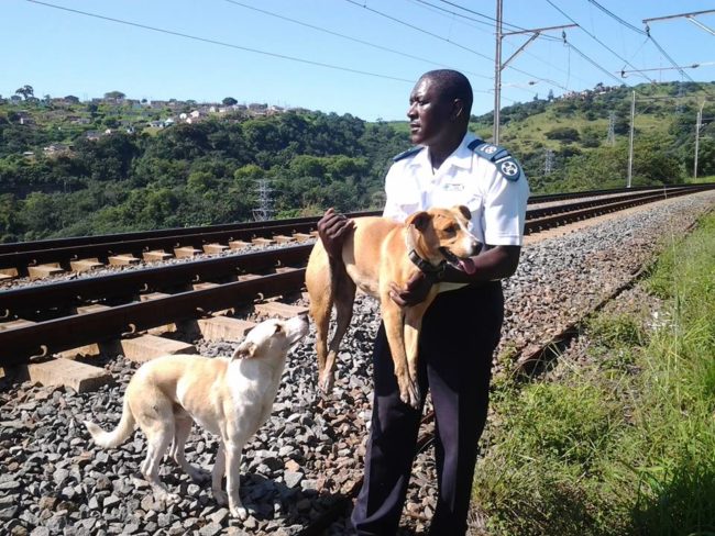 Even as his friend was carried to the SPCA's vehicle, Hero was there to make sure she was in good hands.