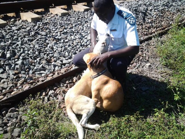 Hero had been comforting his friend since the accident, only leaving her side to find food for them.