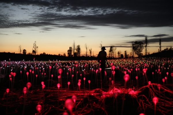 Before long, the desert was on fire. It dazzled viewers with its newfound brilliance.