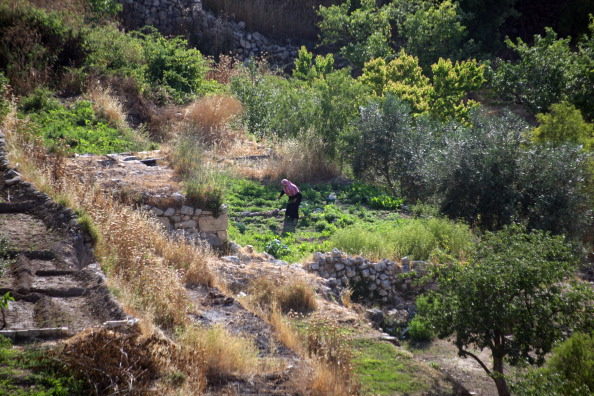 The Land of Olives and Vines, Battir, Palestine