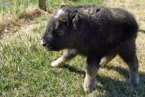 Who knew baby bison were so darn cute?