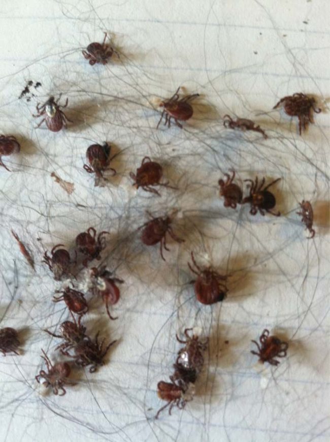 These ticks were pulled off a dog after a two-hour hike.