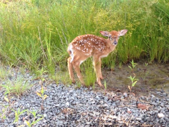 Sadly, this is what happens to fawns during tick season. See all those spots on the poor thing's face? Those are all ticks.