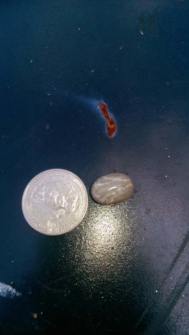 Quarter for scale. Ew.