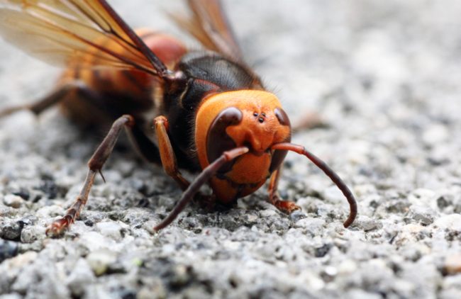 Because they're horrifying creatures, they like to snack on mantises and fellow hornets. Thanks, Japan!