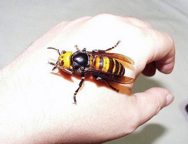 Known colloquially in Japan as <em>osuzumebachi</em><em> </em>(which translates roughly to "sparrow bee," because why not?), these buggers are the largest species of hornet on Earth.