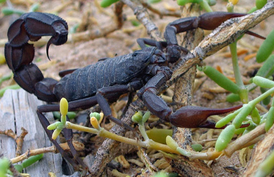 Scientists insist that people shouldn't be smoking the scorpion's venom because it has detrimental effects on the human brain -- even worse than most drugs. However, because the high is so addictive, the practice is gaining popularity. 