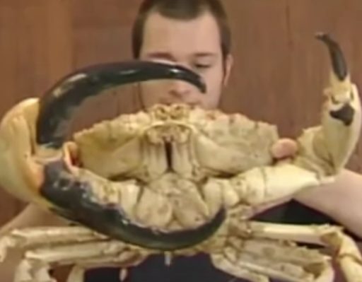 These crabs normally feed on slow-moving crustaceans and starfish, but they're also into cannibalism.