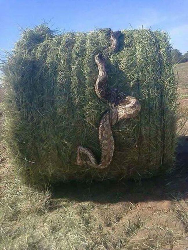 Others love to go for non-traditional hayrides!