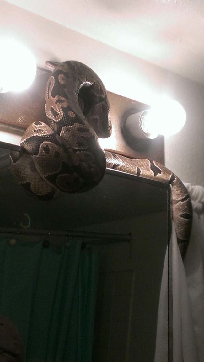 This serpent is here to keep you company while you brush your teeth! How nice is that?