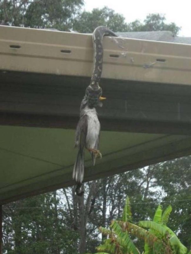 In Australia, snakes lay in wait for the perfect prey.