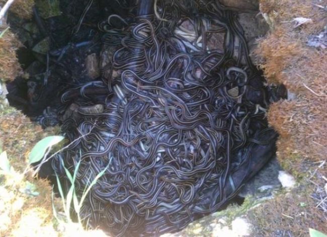 If you ever come across an open pit of snakes, don't stop to take a picture. Run!