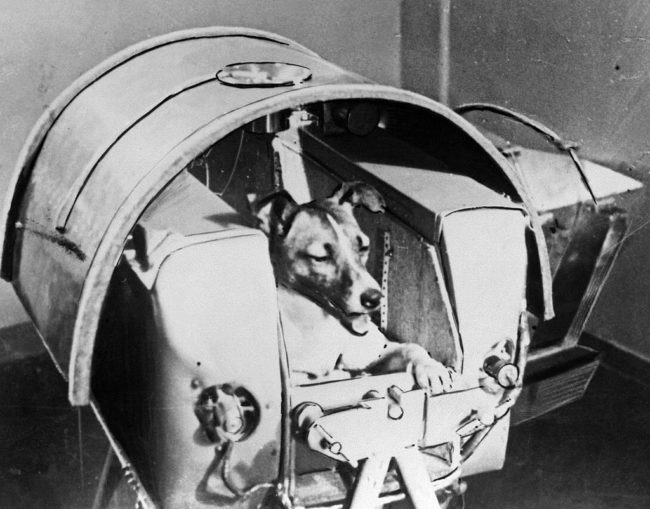 As part of her training, Laika was kept in a very small cage that was the same size as the ship, Sputnik 2. She was frequently placed in a centrifuge, which simulated the rocket's movements.