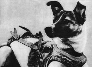 Soviet scientists chose Laika to be sent up into Earth's orbit.