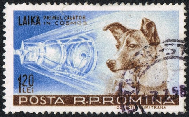 Sputnik 2 launched on November 3, 1957. When it reached orbit, the rocket jettisoned its nose cone correctly, but the thermal control would not operate. It is believed that Laika died between five and seven hours into the flight due to overheating.
