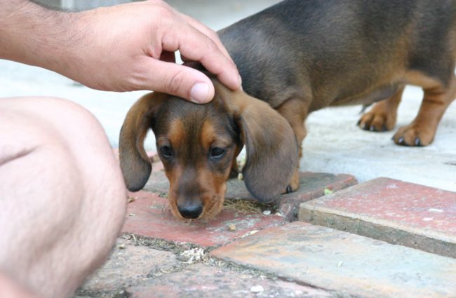 Petting your dog's head