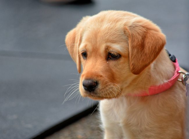 Intentionally teasing a dog