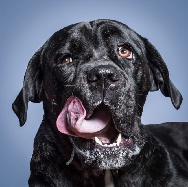 His most famous work so far might be "For The Love Of Peanut Butter," a series which captures dogs thoroughly enjoying a spoonful of the delicious nut-based paste.