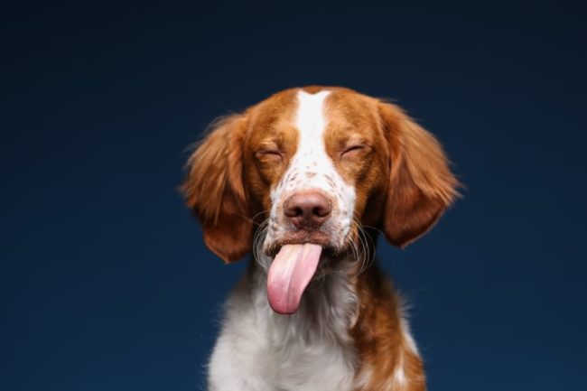 He looks like he's in doggie heaven.