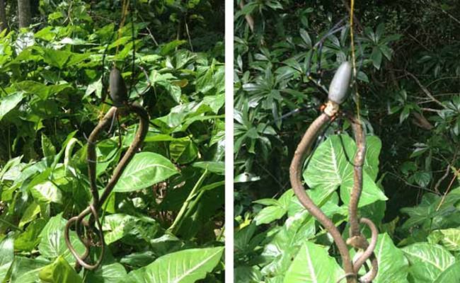 It's a bad day to be a snake when you're going up against an orb weaver spider.