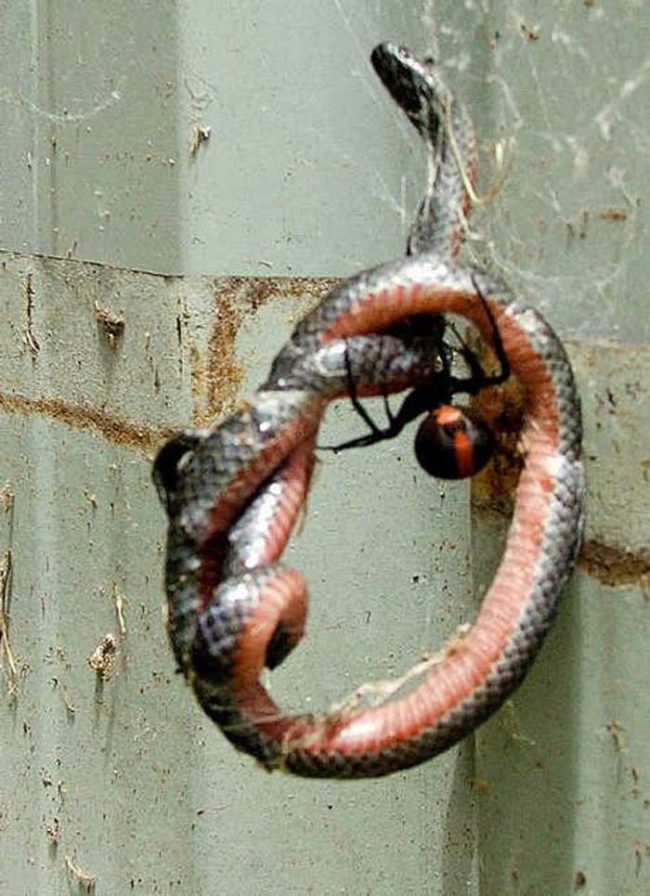 No one messes with a redback spider and comes out in one piece. NO ONE!