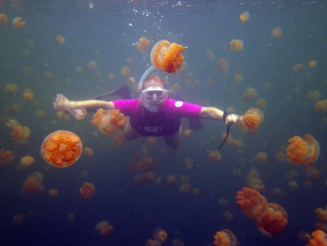 Today, you can visit the island in the South Pacific and swim with the jellyfish as they feed off of algae in the water.