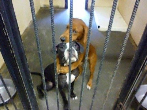 But this isn't the first example of siblings in shelters clinging to the only thing they know and love...their brother or sister.