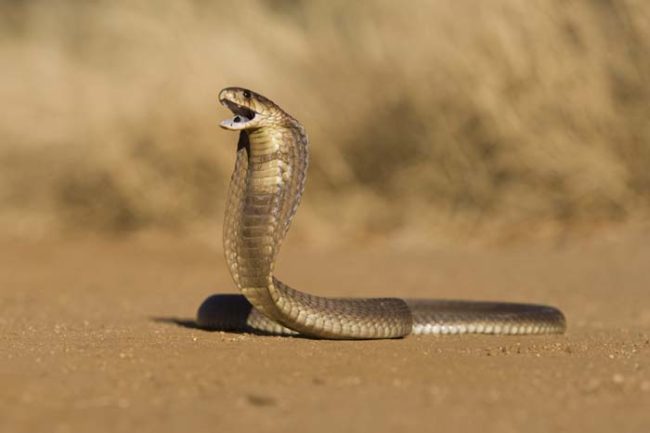 In addition to the deadly spiders, Voegel also had several large reptiles that were allowed to roam freely.