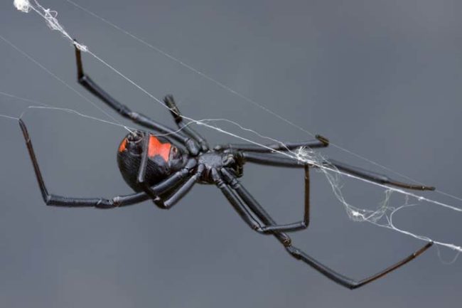 Police determined that Voegel's black widow spider, Bettina, got loose and killed him. When officers arrived, there were webs covering his whole body and spiders scurrying in and out of his nose and mouth.