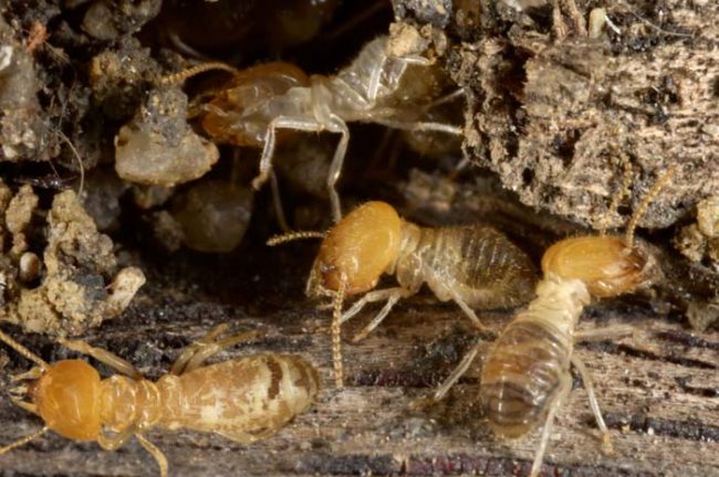 He even had a very large collection of termites that broke out of their enclosure. The hungry bugs were found snacking on his corpse.