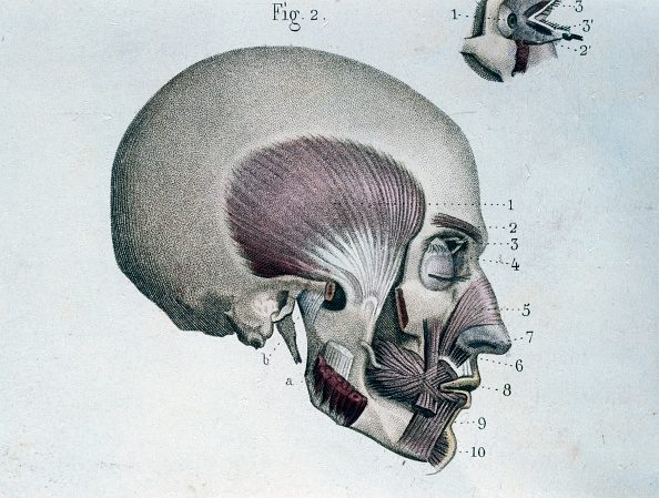 <strong>Myth:</strong> Facial exercises can prevent and counteract the signs of aging.