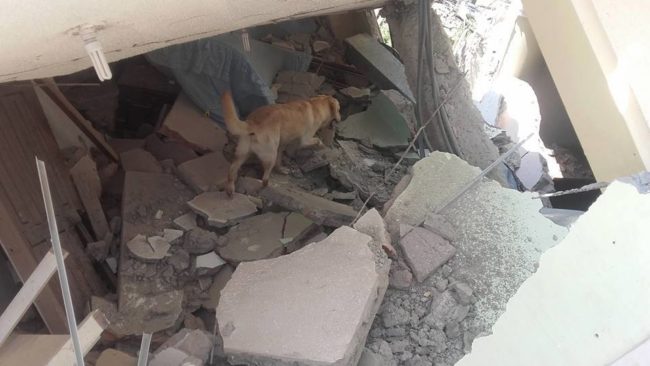 The brave dog's mission was to help find people who had been trapped beneath the rubble.