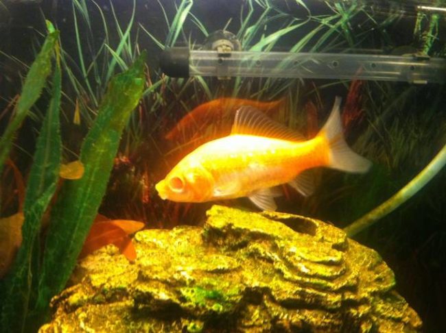 This guy's goldfish went "Game of Thrones" on his other fish and gouged out his eyes.