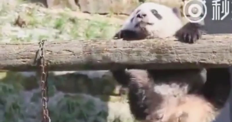 Giant Pandas Are Definitely The Cutest Creature Out There -- And Here's ...