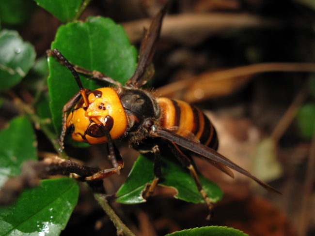 As if measuring a whopping two inches long wasn't bad enough, their stingers are about six millimeters longer than those of the hornets we're used to.